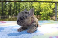 Ivy, a female French Bulldog for sale in Greenville, TX – 4 of 7
