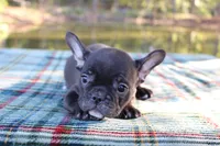 Pebbles, a female French Bulldog for sale in Greenville, TX – 4 of 8