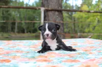 Roxy, a female French Bulldog for sale in Greenville, TX – 6 of 7