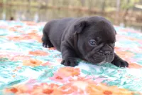 Carson, a male French Bulldog for sale in Greenville, TX – Photo 3 of 7