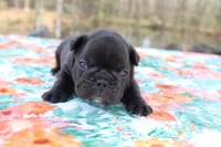 Carson, a male French Bulldog for sale in Greenville, TX – Photo 2 of 7