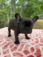 Carson, a male French Bulldog for sale in Greenville, TX – Photo 5 of 6