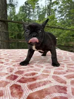 Carson, a male French Bulldog for sale in Greenville, TX – Photo 3 of 6