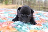 Carson, a male French Bulldog for sale in Greenville, TX – Photo 6 of 7