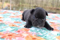 Carson, a male French Bulldog for sale in Greenville, TX – Photo 4 of 7
