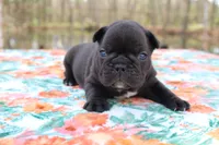 Carson, a male French Bulldog for sale in Greenville, TX – Photo 7 of 7