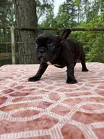Carson, a male French Bulldog for sale in Greenville, TX – Photo 6 of 6