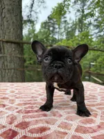 Carson, a male French Bulldog for sale in Greenville, TX – Photo 2 of 6