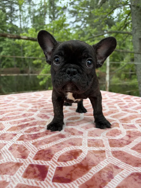 Carson – French Bulldog puppy for sale in Greenville, TX