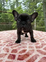 Carson, a male French Bulldog for sale in Greenville, TX – Photo 1 of 6