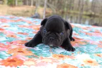 Carson, a male French Bulldog for sale in Greenville, TX – Photo 5 of 7