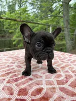 Carson, a male French Bulldog for sale in Greenville, TX – Photo 4 of 6