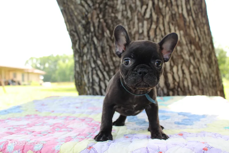 Oliver – French Bulldog puppy for sale in Greenville, TX