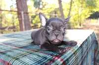 Hunter, a male French Bulldog for sale in Greenville, TX – 3 of 10