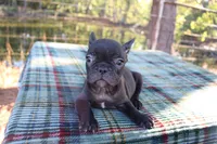 Hunter, a male French Bulldog for sale in Greenville, TX – 6 of 10