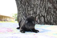 Oliver, a male French Bulldog for sale in Greenville, TX – 4 of 7