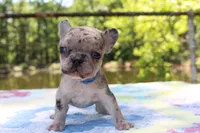 Arlo, a male French Bulldog for sale in Greenville, TX – 2 of 7