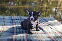 Roxy, a female French Bulldog for sale in Greenville, TX – 5 of 10