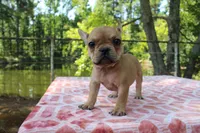 Eliza, a female French Bulldog for sale in Greenville, TX – 5 of 10