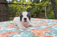 Molly, a female French Bulldog for sale in Greenville, TX – 4 of 7