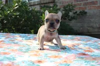 Gemma, a female French Bulldog for sale in Greenville, TX – 3 of 7