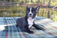 Roxy, a female French Bulldog for sale in Greenville, TX – 7 of 10