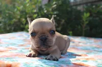 Eliza, a female French Bulldog for sale in Greenville, TX – 6 of 7