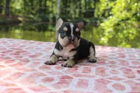 Dennis, a male French Bulldog for sale in Greenville, TX – 5 of 7