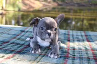 Charlie, a male French Bulldog for sale in Greenville, TX – 3 of 10