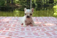Howard, a male French Bulldog for sale in Greenville, TX – 5 of 7