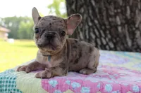 Arlo, a male French Bulldog for sale in Greenville, TX – 2 of 8