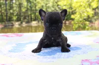 Archie, a male French Bulldog for sale in Greenville, TX – 4 of 7
