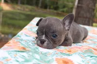 Charlie, a male French Bulldog for sale in Greenville, TX – 5 of 7