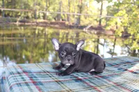 Pebbles, a female French Bulldog for sale in Greenville, TX – 5 of 8
