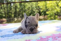 Ivy, a female French Bulldog for sale in Greenville, TX – 2 of 7
