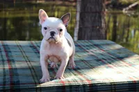 Anna, a female French Bulldog for sale in Greenville, TX – 3 of 7
