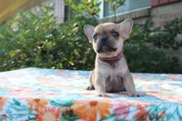 Callie, a female French Bulldog for sale in Greenville, TX – 5 of 7