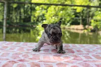 Jake- merle, a male French Bulldog for sale in Greenville, TX – 3 of 7