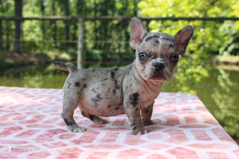Selena – French Bulldog puppy for sale in Greenville, TX