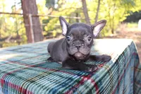 Hunter, a male French Bulldog for sale in Greenville, TX – 1 of 10