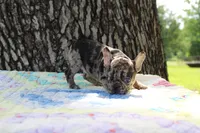 Daphne, a female French Bulldog for sale in Greenville, TX – 5 of 8