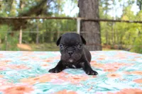 Hunter, a male French Bulldog for sale in Greenville, TX – 2 of 7