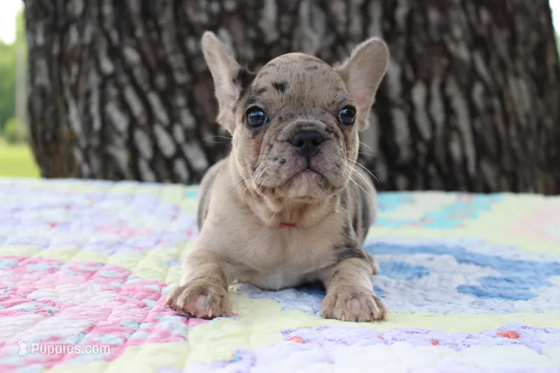 Ivy – French Bulldog puppy for sale in Greenville, TX