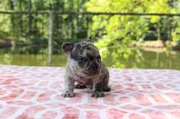 Jake- merle, a male French Bulldog for sale in Greenville, TX – 5 of 7