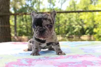 Luca, a male French Bulldog for sale in Greenville, TX – 6 of 7