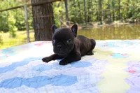 Oliver, a male French Bulldog for sale in Greenville, TX – 7 of 7