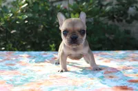 Gemma, a female French Bulldog for sale in Greenville, TX – 7 of 7