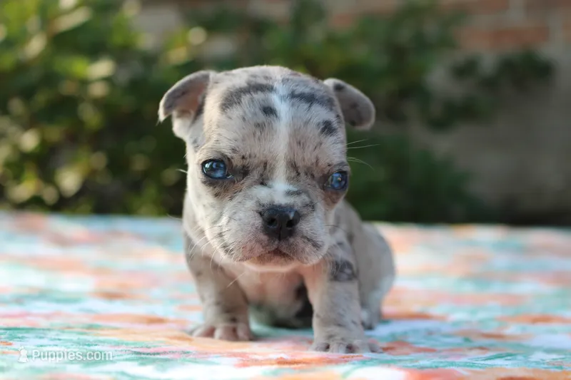 Selena – French Bulldog puppy for sale in Greenville, TX