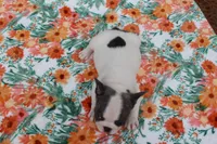 Molly, a female French Bulldog for sale in Greenville, TX – 6 of 7