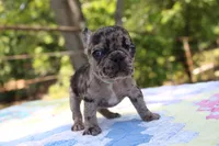 Daphne, a female French Bulldog for sale in Greenville, TX – 4 of 7